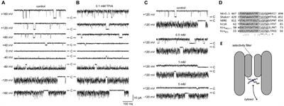 Asymmetric Interplay Between K+ and Blocker and Atomistic Parameters From Physiological Experiments Quantify K+ Channel Blocker Release